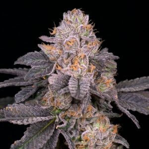 Purple Octane Feminized Seeds