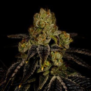 Purple Punch Feminized Seeds