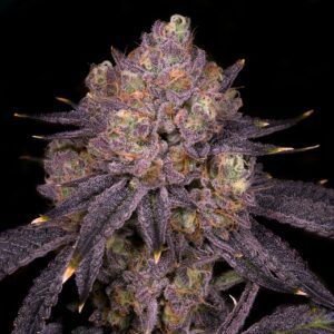 Purple Runtz Feminized Seeds