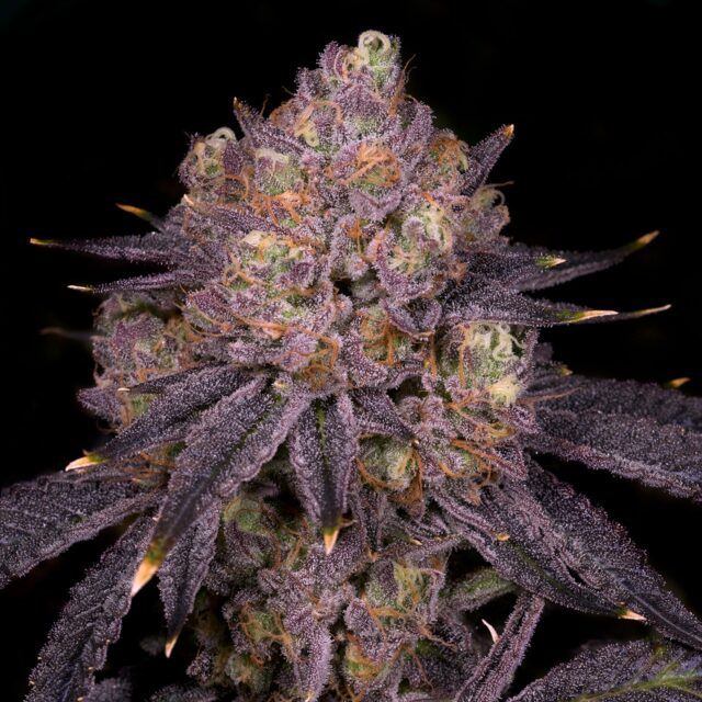 Purple Runtz Feminized Seeds