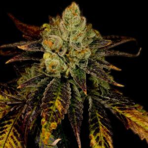 Purple Urkle Feminized Seeds