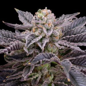 RS11 Feminized Seeds