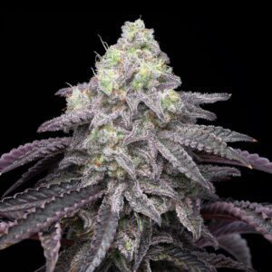 Rainbow Belts Feminized Seeds