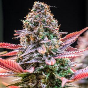 Rainbow Runtz Feminized Seeds