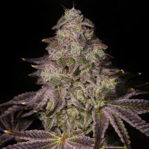 Rainbow Sherbet Feminized Seeds