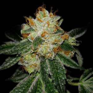 Silver Haze Feminized Seeds