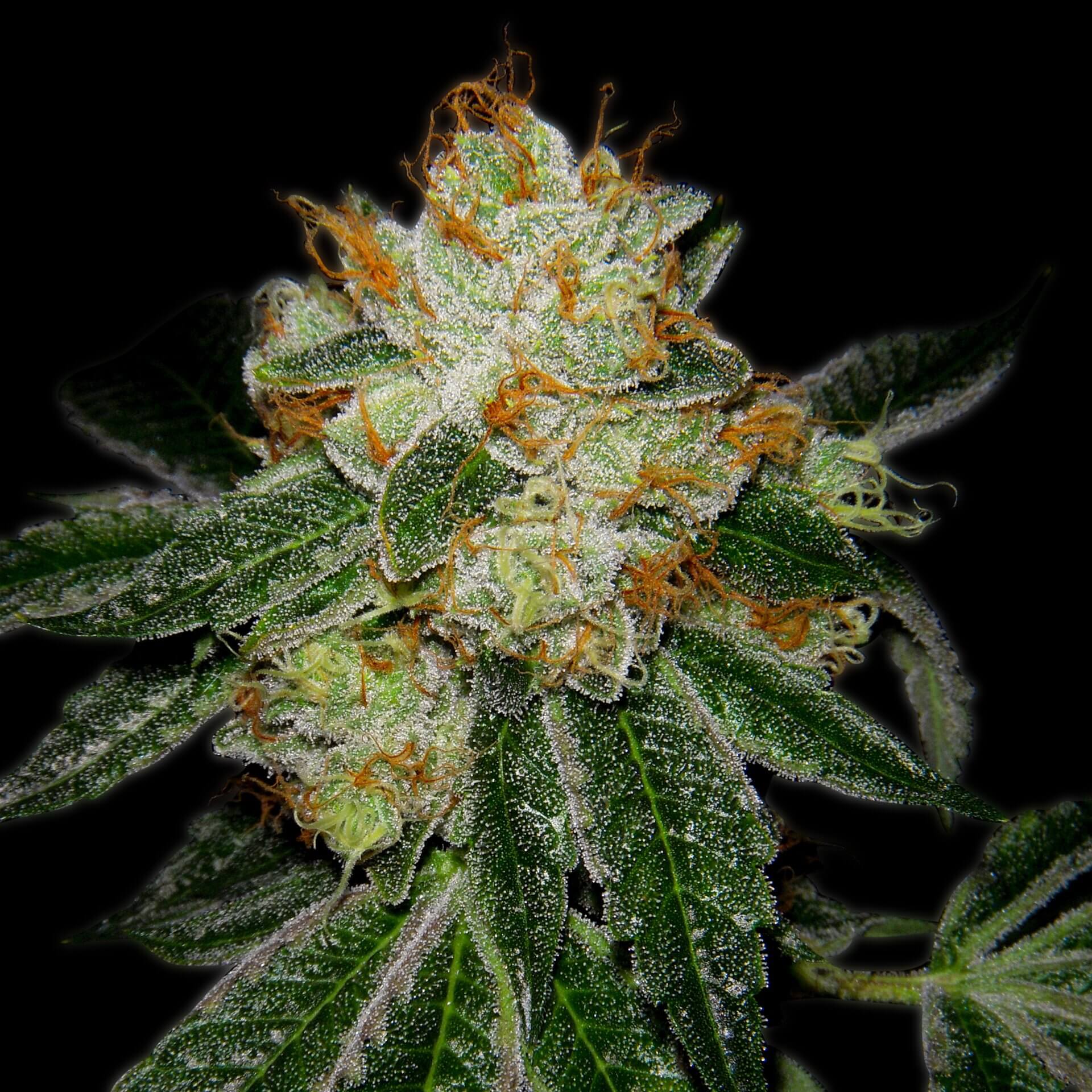 Silver Haze Feminized Seeds