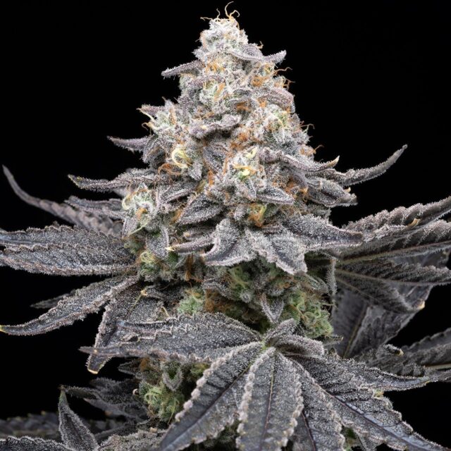 Sleepy Joe OG Feminized Seeds