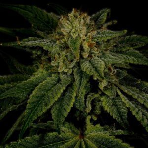 Sour Diesel Autoflowering Seeds