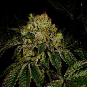 Sour Kush Autoflowering Seeds