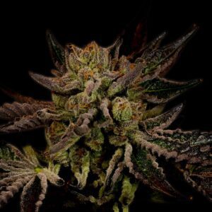 Sour OG Feminized Seeds