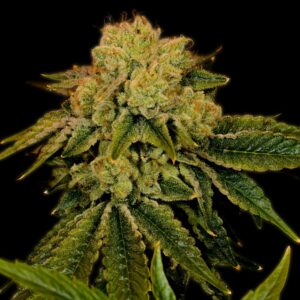 Space Cake Feminized Seeds