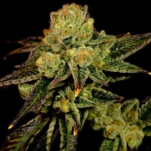 Stardawg Feminized Seeds