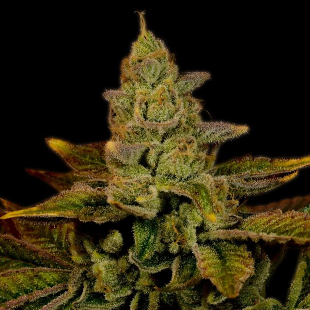 Strawberry Diesel Feminized Seeds