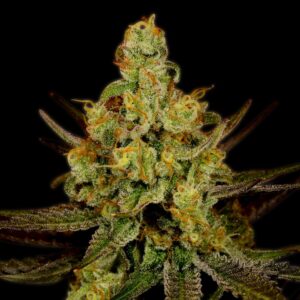 Strawberry Kush Autoflowering Seeds