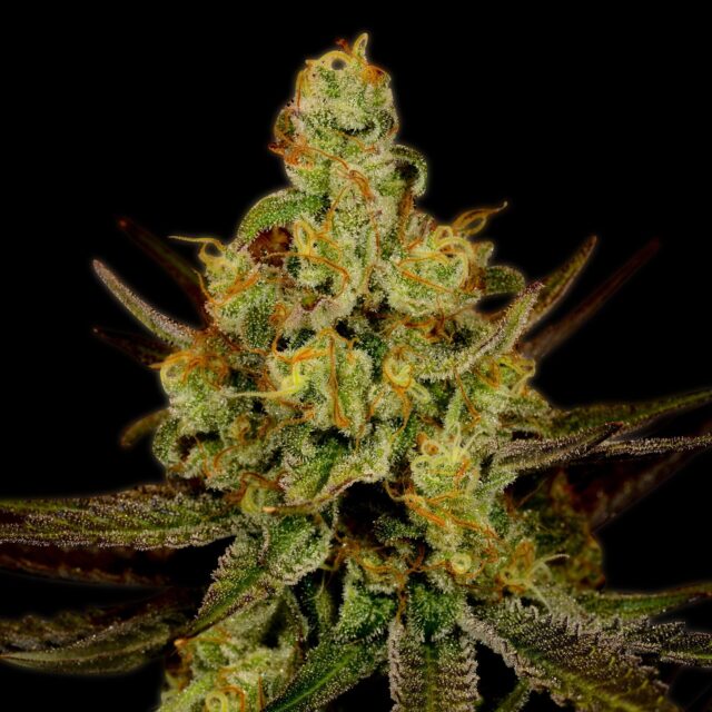 Strawberry Kush Feminized Seeds