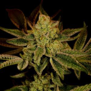 Super Lemon Haze Feminized Seeds