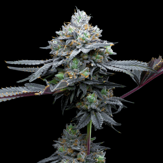 Super Runtz Feminized Seeds