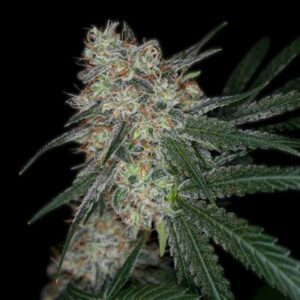 Super Sour Diesel Autoflowering Seeds