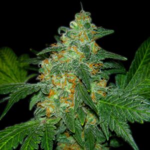 Sweet Tooth Feminized Seeds