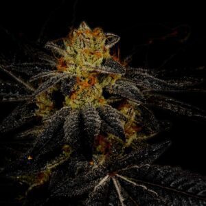 Tahoe OG Feminized Seeds