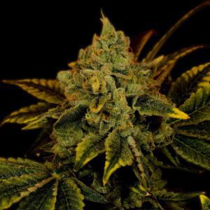 Tangerine Dream Feminized Seeds