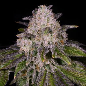 The Glove Feminized Seeds