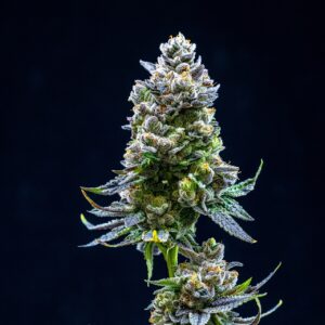 Thin Mint Feminized Seeds