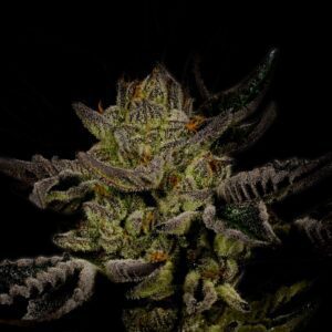 Trainwreck Feminized Seeds