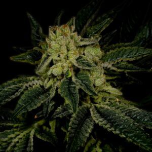 Triangle Kush Autoflowering Seeds