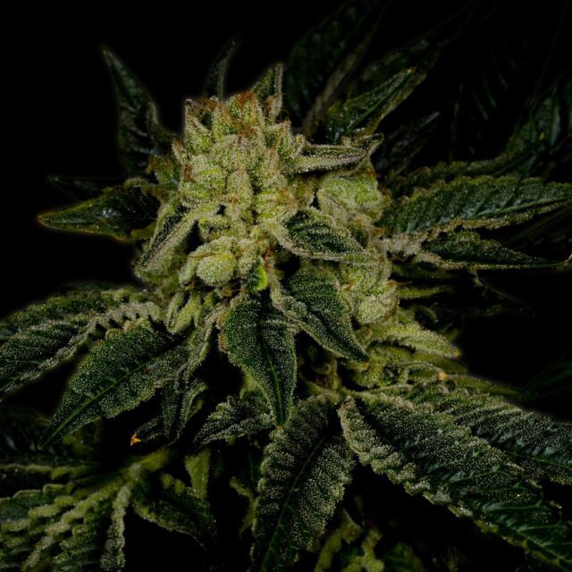 Triangle Kush Feminized Seeds