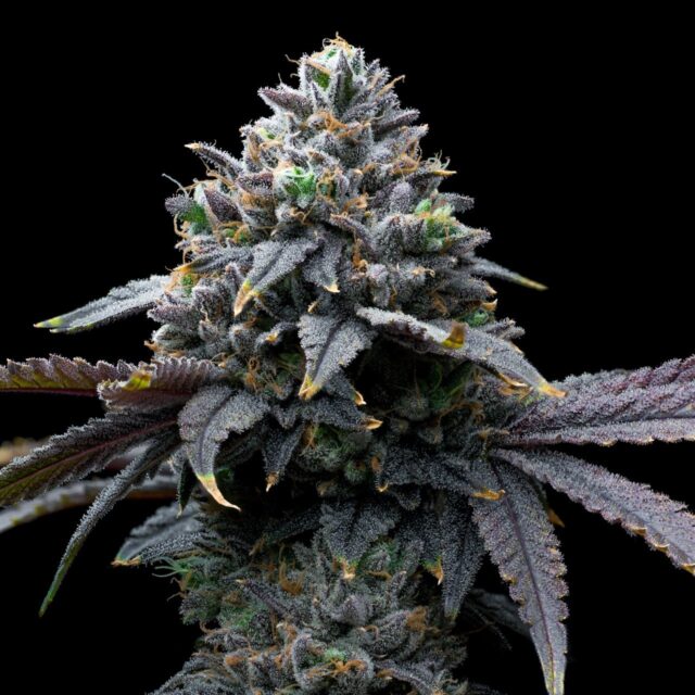 Tropical Runtz Feminized Seeds