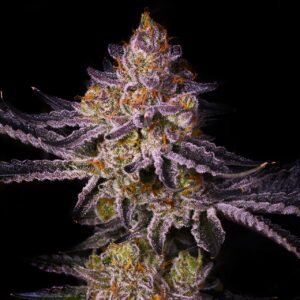 Tropicana Cherry Feminized Seeds