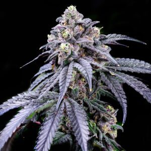 Trufflez Feminized Seeds