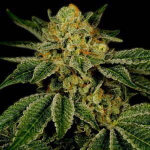 UK Cheese Feminized Seeds