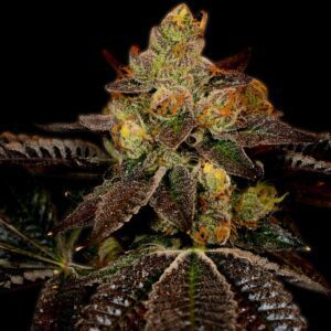 Wedding Cake Feminized Seeds