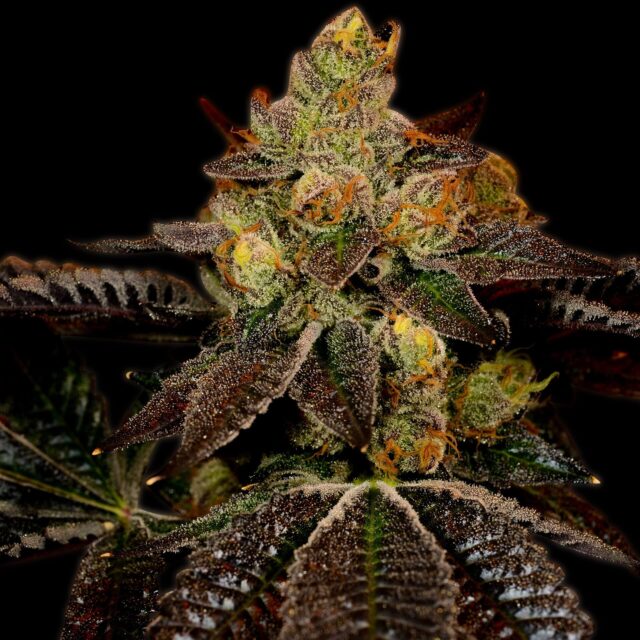 Wedding Cake Feminized Seeds