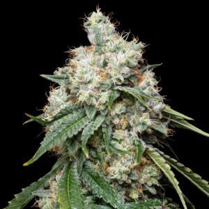 Wedding Pie Feminized Seeds