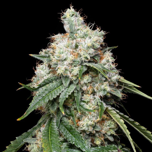 Wedding Pie Feminized Seeds