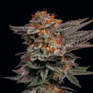 White Cherry Gelato Feminized Seeds