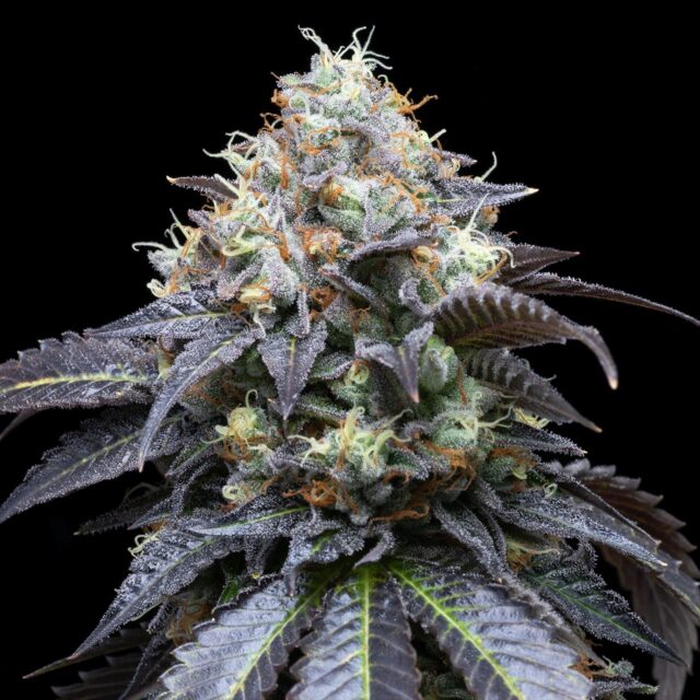 White Runtz Feminized Seeds