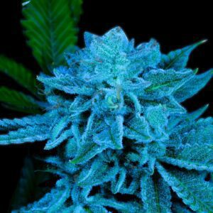 White Russian Feminized Seeds