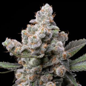 White Truffle Feminized Seeds