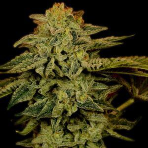 White Widow Feminized Seeds