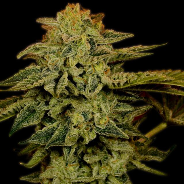 White Widow Feminized Seeds