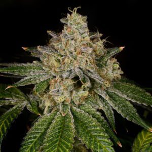 Yellow Fruit Stripe Feminized Seeds