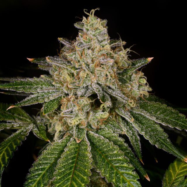 Yellow Fruit Stripe Feminized Seeds