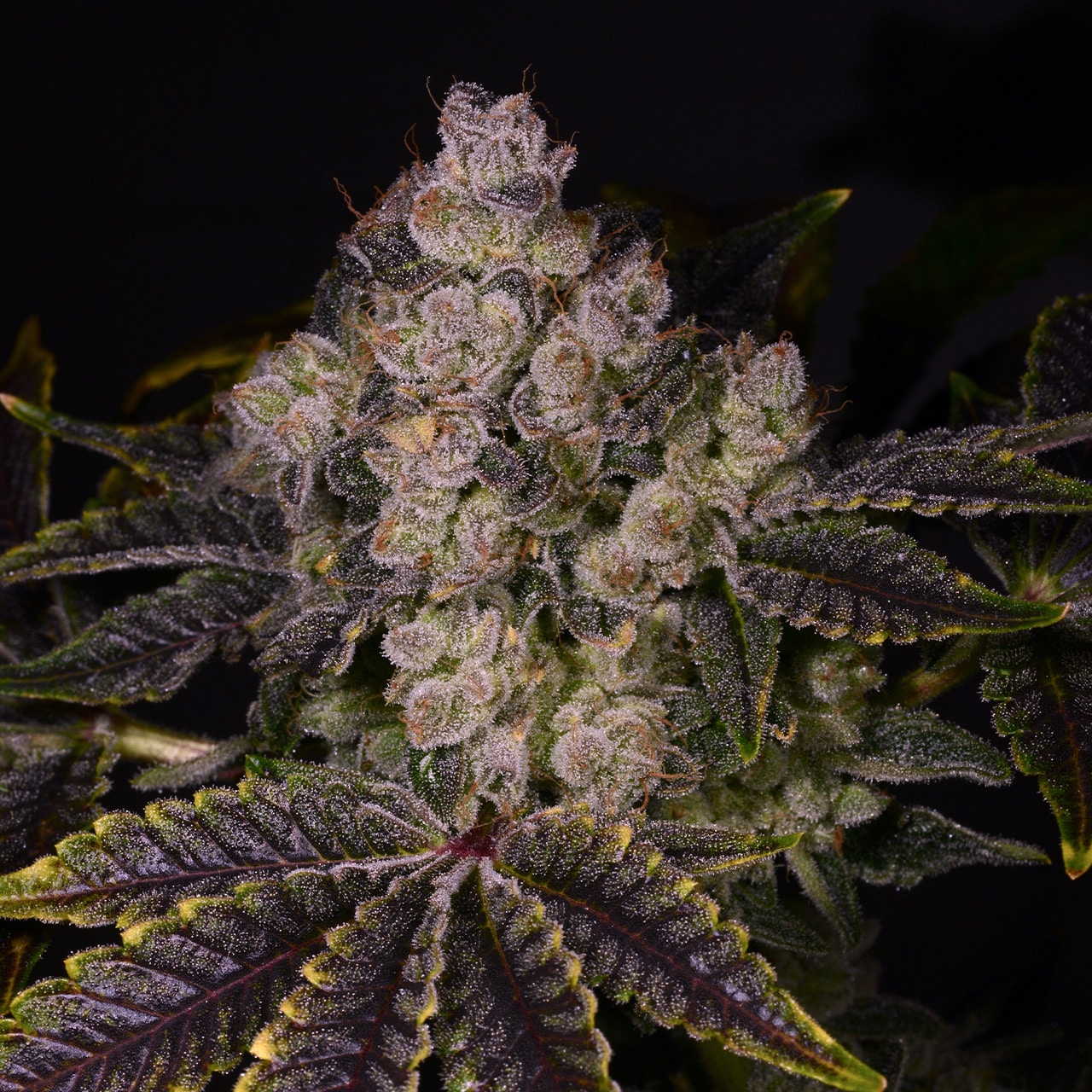 Buy Zkittlez Autoflowering Seeds by Premium Cultivars in America ...