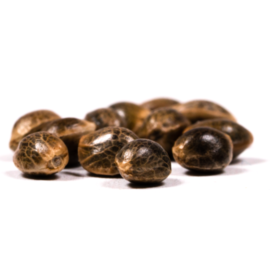 Acapulco Gold Autoflowering Seeds