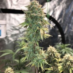 Acapulco Gold Autoflowering Seeds